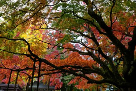 大楓と銀杏の紅葉