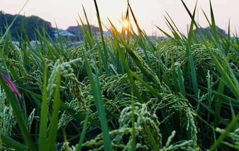 稲穂と夕陽