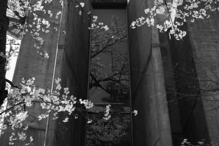 桜に彩られた建物
