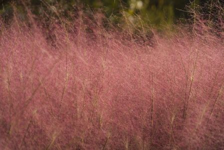 ミューレンベルギア カピラリス