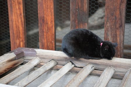 お賽銭の守り神