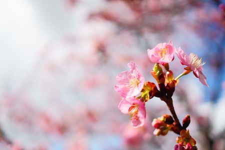 2023年 初のお花見