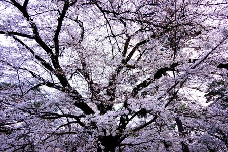 いろいろな顔の桜