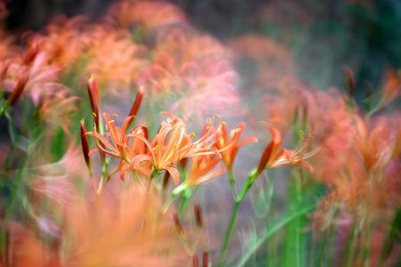 オオキツネノカミソリ