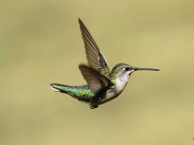 Hummingbird (ハチドリ)