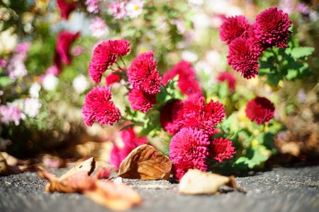 秋の庭で【菊 紫紅】