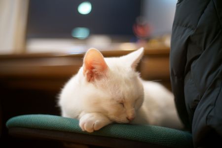 たくまの日常#５２【癒し顔】