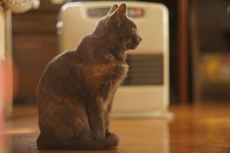 はるかの日常#４８【最近の定位置】