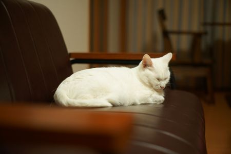 たくまの日常#５１【ソファー独占】