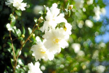 秋の庭で【山茶花】