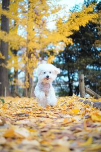 銀杏のかおりーぬ