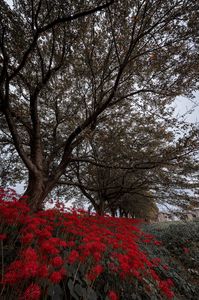 桜の木と彼岸花