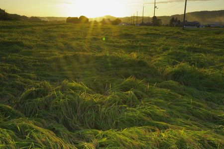 酒米の山田錦の刈り入れ時