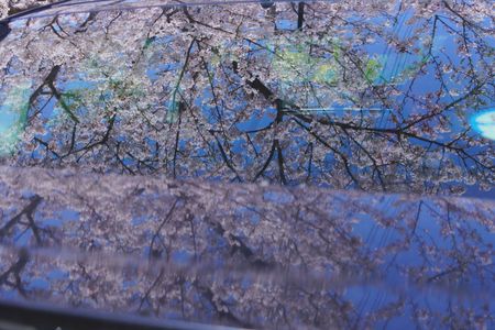 虚像と現実の桜を観る