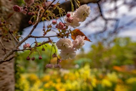 印象派庭園の桜🌸