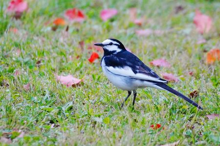 身近な野鳥の♯ハクセキレイ♯