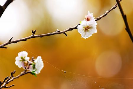 コブクザクラの季節