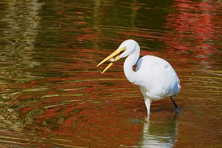 もみじ(の中の)狩り