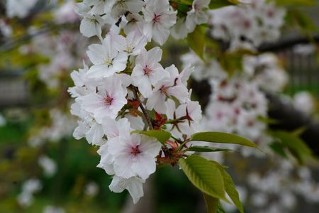 門外不出！ 俺の桜