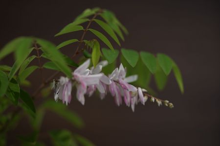 投稿 優しき花 ニワフジ