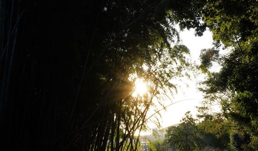 竹林に射し込む夕陽。