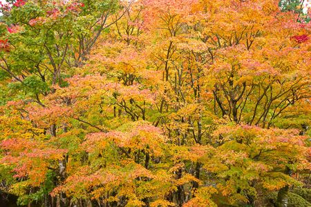 秋を彩る紅葉 01