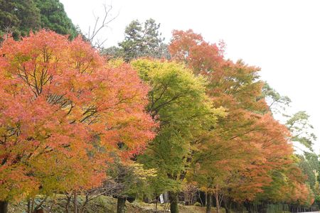 並木道の紅葉