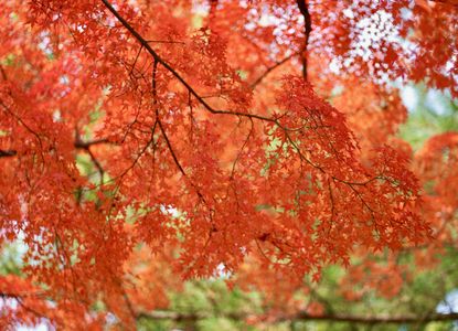 紅葉〜興福寺から〜