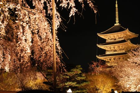 夜桜と国宝五重塔の美しい共演
