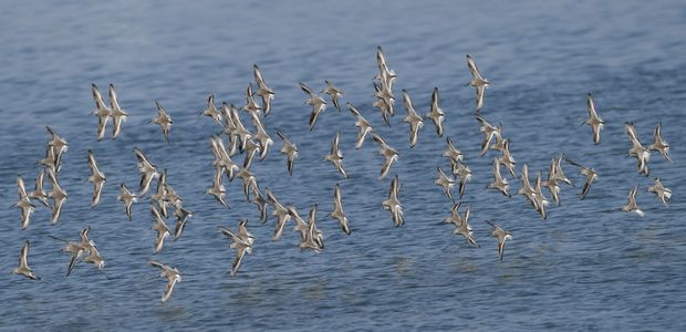 圧巻！！一糸乱れず#ハマシギ#