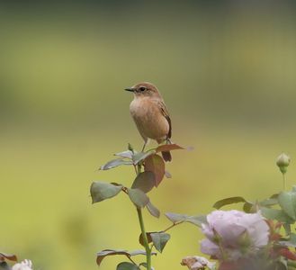 薄紫、黄色、赤の秋薔薇に乗って🌹#ノビタキ#