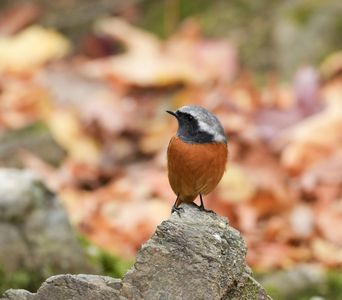 ユニット組もうよ♪　#ジョウビタキ#