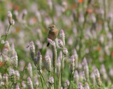 憧れのノゲイトウノビタキ#ノビタキ#