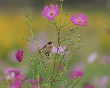 コスモス畑はノビタキさんで大賑わい♪♪　#ノビタキ#ピンクコスモス編