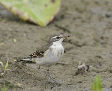 稀に見る鳥さんがやって来た　#ツメナガセキレイ#