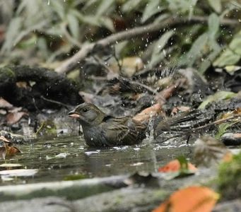 激しい水浴びで大変身#クロジ#