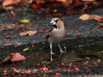 真っ赤な実の下のビビッドな#シメ#