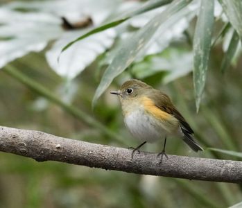 来年になったらわかるよ#ルリビタキ#