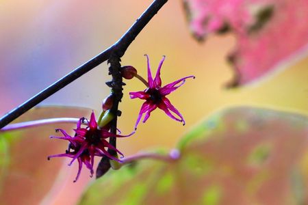 ベニマンサク（マルバノキ）