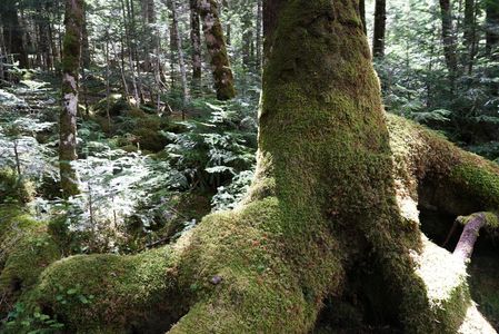 苔の森