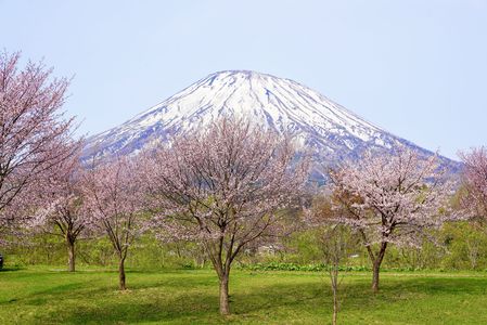 蝦夷山桜と蝦夷富士