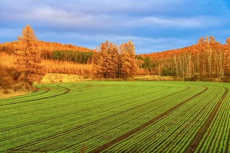 鮮緑の小麦畑と黄金色のカラマツ林