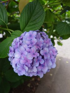 まんまるあじさい