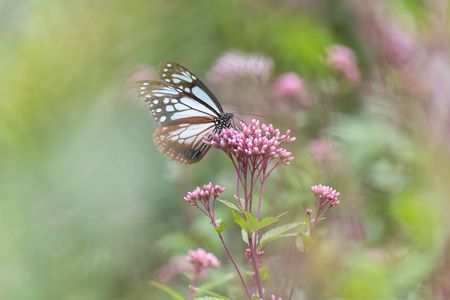 旅の空から舞い降りて