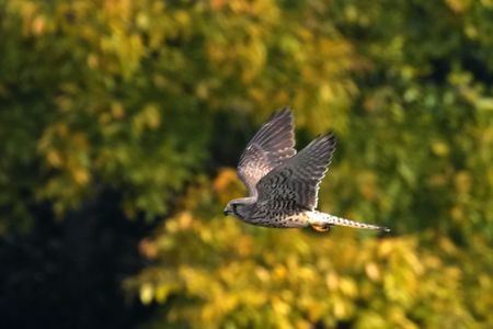 チョウゲンボウ