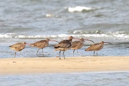 渡り遅れ心配組