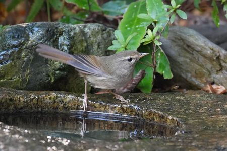水場のウグイス