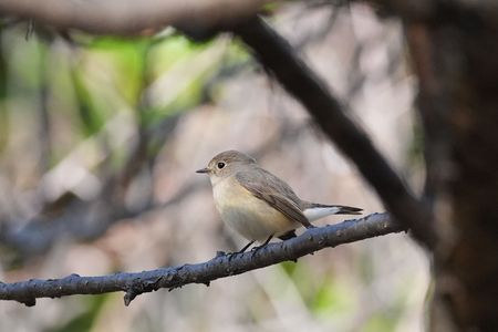 憧れのオジロビタキ