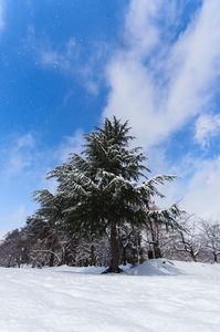 青空と雪がちらつく公園の木々