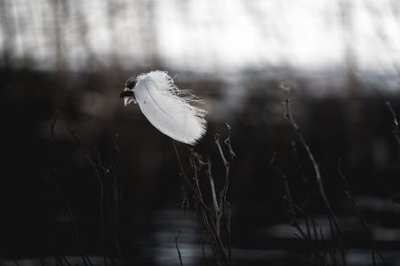 水辺に佇む白い羽根